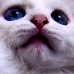 SwoopingCat's profile picture. I do Let's Plays of some of my favourite games. Check out my channel.