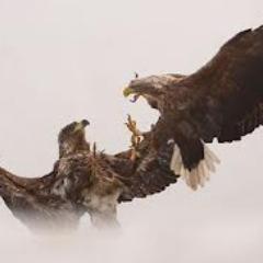 manzudkic's profile picture. 