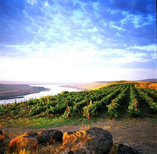 BDX_Blender's profile picture. I am a winemaker by trade and farmer at heart. Fortunate enough to be able to do both..