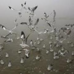 kariseninneyine's profile picture. 