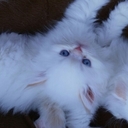 Wafa Nasser - @WafaArara - Twitter