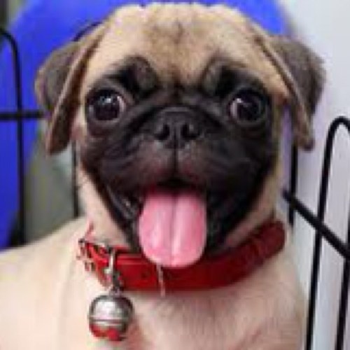 Hi There! :) Im The Positive Pug, And I'll Give You Daily Positive Updates, To Keep You Feeling Positive Throughout The Day!