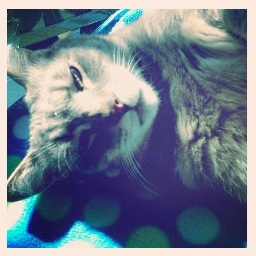 SheriRozario's profile picture. I am ME! My Kids' Mom, Wife, Friend, Volunteer, Craftinteer, Cat Lover, TV Enjoyer, Night Owler, Jewelry maker.