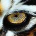 Tiger Bookstore (@tigerbookstore) Twitter profile photo Tiger Bookstore (@tigerbookstore) Twitter profile photo