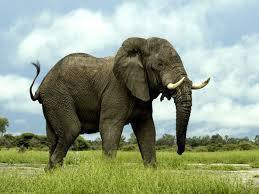100% True Elephant Facts.