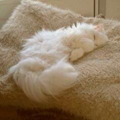 M4n0nn3k3's profile picture. Ik ben alles in één: mama, echtgenote, dochter, zus, tante, vriendin, boekenwurm, kattenliefhebber. Dat is pas echt rijkdom.