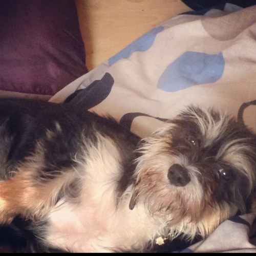 missy67395348's profile picture. im missy, married to a beautiful boy named buster,never see him though and my mummy is amazing i love her @gems8484