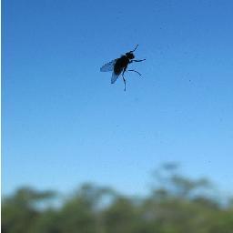 vanessareis's profile picture. Quis olhar a carne desde o comecinho, por trás da pele mas não demasiado profundo. (nuno ramos)