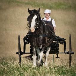 Welcome to the Wonderful World of Gypsy Horses; CHF is Dedicated  to Breeding Quality above all else.