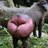 Megamarleys's profile image