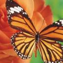 Sue - @SueGeyer - Twitter