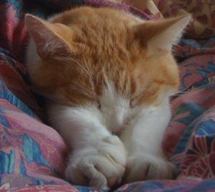 LargeetPuffy's profile picture. 