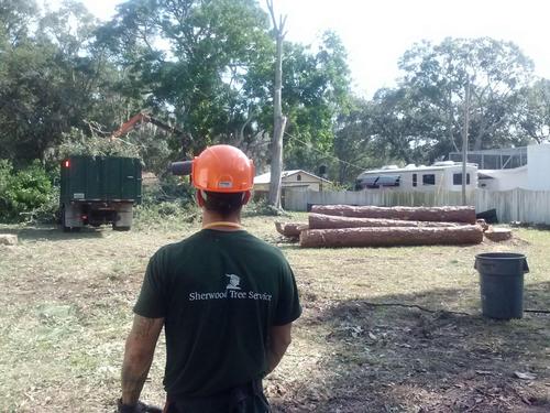 We are a group of arborist who love caring for your trees! We are certified through ISA, insured, & carry workers comp. Call us today at 727-385-7085
