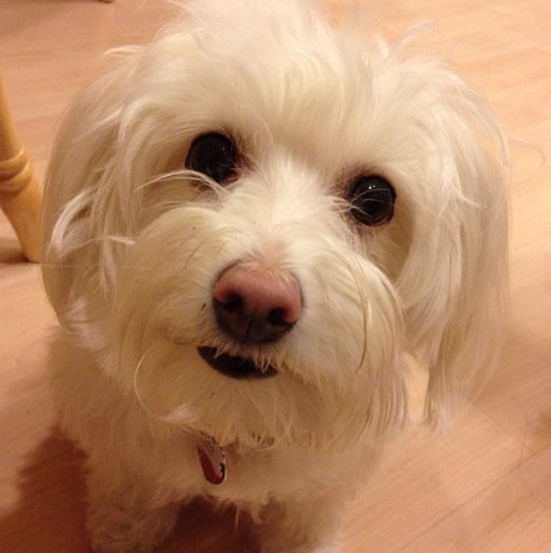 EllieTheMaltese's profile picture. I'm a maltese who is spoiled rotten! I love to sit on my Master's lap and be petted for hours! My twin sis is @Roofimmacy and my cousin is @murphythedoodle !