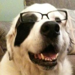 Great Pyrenees mixed with a bit o' Lassie. My flatulence is quite powerful. I love my 'hood, sitting on the porch, and barking at anything remotely suspicious.
