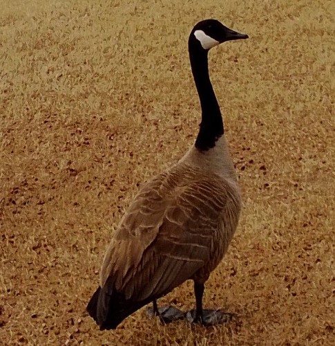 Stately and graceful avian creatures, strategically pooping on the sidewalk.