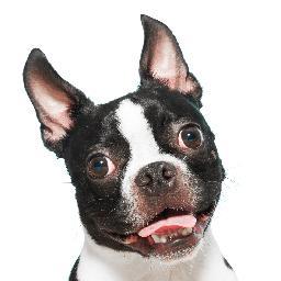 BabyAngelink's profile picture. Woof! (Hi!)

I'm a small dog from the Twin Cities who loves to have my photo taken!  Check on my line of cards on Etsy!