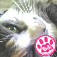 ねこまるさんのプロフィール画像