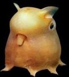 I'm a quiet little dumbo octopus.

The more you know.