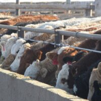 Picture Butte Memes (@pbmemes) 's Twitter Profile