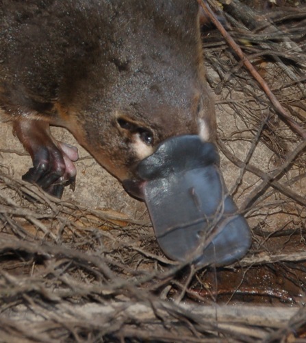 Partnering with industry, government and the local community to help platypus conservation.