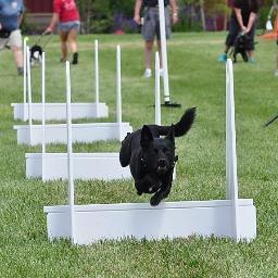 X-Fidos Flyball  Team, Inc- Portland, Oregon