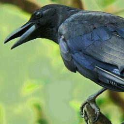 Curious. Raucous. Talkative. Genteel.
A crow from the Everfree Forest.  RP HEAVY.