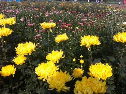 PThongyai's profile picture. 