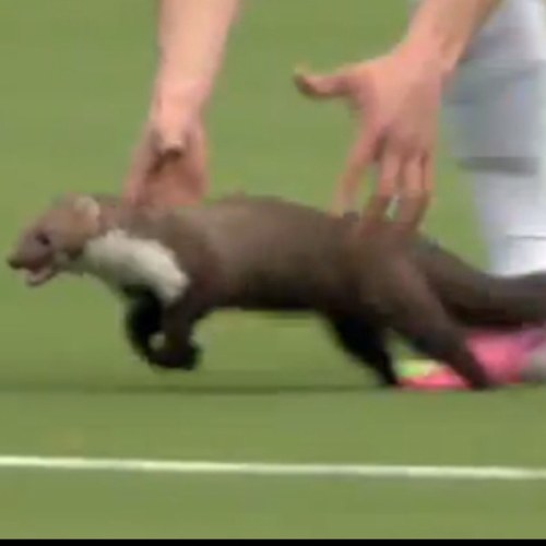 mr marten