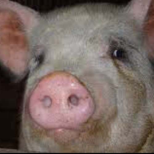 pigdeli's profile picture. 