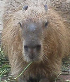 カピバラ様ご確認ページ baae20244cc5a678b5f26f47e27534