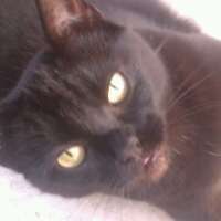 Panther_The_Cat's profile picture. I'm Panther the Cat, I love tickles, sunshine and sleeping. Panther sadly passed over the rainbow