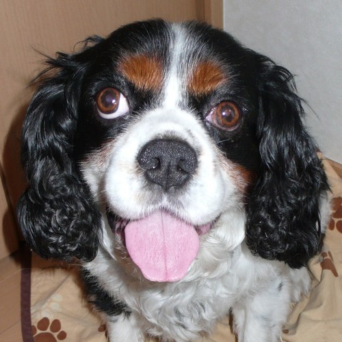 bgmasuo's profile picture. ゲームを中心としたエンタメ関係のマーケティングやらプロモーションを中心に仕事をしてます。常に面白い仕掛けをできないか模索中の55歳。美味しいお肉と粉もの料理全般、バス・シーバスフィッシングが大好き。最近はボートシーバスオンリー 。ダヴィンチソルトウォーターモデルのテスターもやってます。