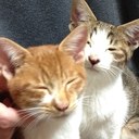 山廣あかり - @honey_day - Twitter