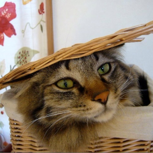 neko yomogi
