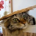 neko yomogi