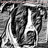 http://t.co/5FBVJ38x is a free pit bull rescue dog listing website for dogs that have been rescued and need to be adopted