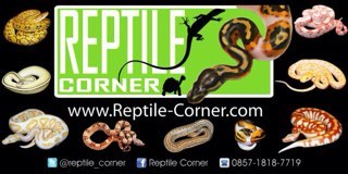 The Official Twitter of REPTILE CORNER
Contact us at :
Phone : 0857-1818-7719 
Facebook : Reptile Corner
BBM pin: 22B16FA8 
Email : reptilecorner@yahoo.com