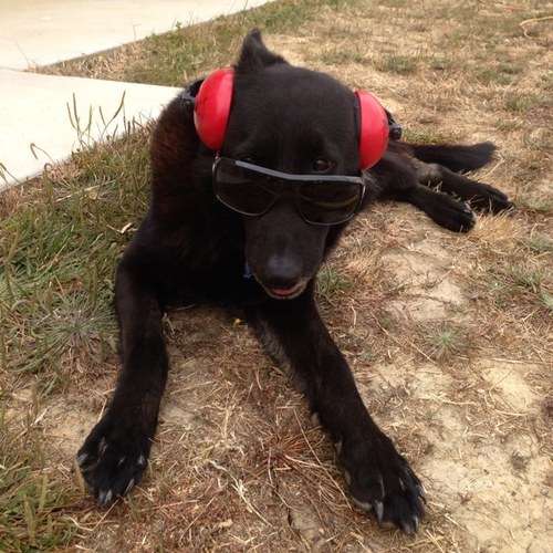 ozpunter11's profile picture. ////Making money$$$