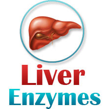 liverenzymes's profile picture. All about liver enzymes, high, elevated, low and what that all means. Info on testing and diagnosis of liver enzyme levels.