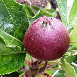 The Conservation Volunteers are setting up community allotments across the Wigan borough. We'll help you to get your hands dirty, get growing & be eco-growers.