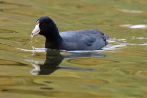 coot_chris's profile picture. Fucking off carp anglers since 2012!