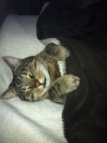 voilamaus's profile picture. 