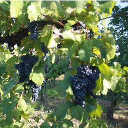 closdescigales's profile picture. 