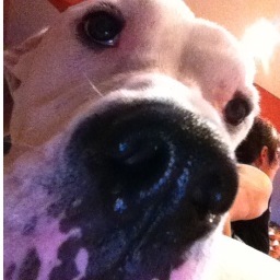 rocknrollelo's profile picture. 