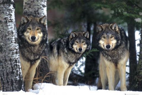 wolf pack
