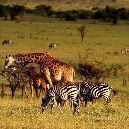 Mara Conservancies