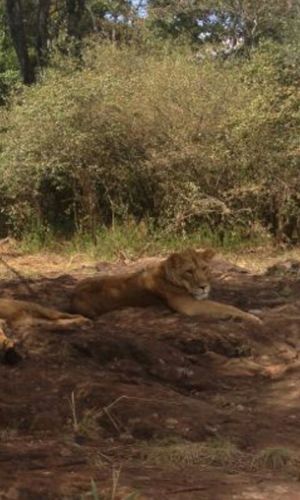 Farha_B's profile picture. 