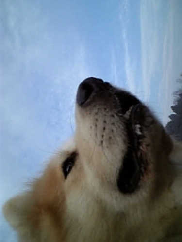 dappeyona's profile picture. 果てのない旅  ※生存確認用 去年は夏までに7kg痩せませんでした。今年こそ！（何年目？）