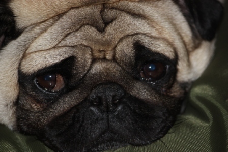 Sassy, sweet, analytical, passionate,sarcastic, resiliant, supermom, pug lover, social media fanatic, nonprofit & risk mngt consultant,and riding off the rails